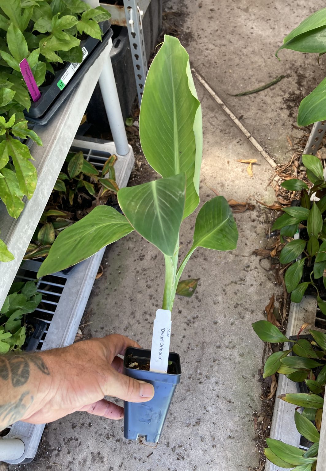 Dwarf Orinoco Banana Plant | Bountiful Garden Nursery