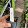Dwarf Orinoco Banana