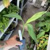 Dwarf Orinoco Banana