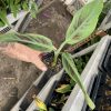 Sumatrana "X" Cross Banana