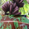 Sumatrana "X" Cross Banana