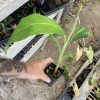 Putalinga Kula Banana