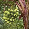 Putalinga Kula Banana