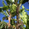 Putalinga Kula Banana