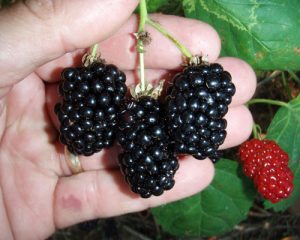 Thornless Blackberry - Natchez Blackberry