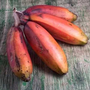 Cuban Red Banana aka Red Dacca