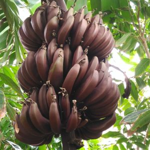 Cuban Red Banana aka Red Dacca