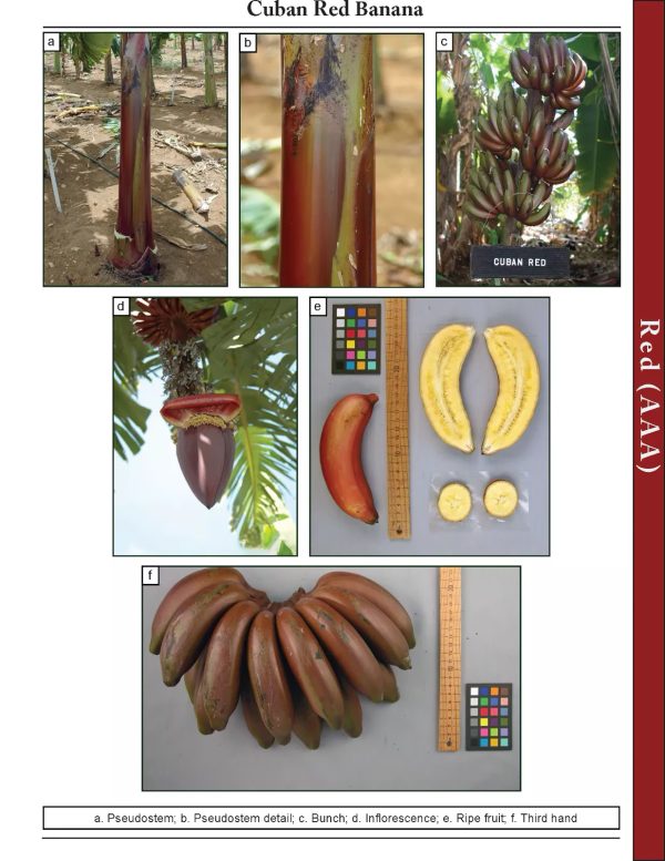 Cuban Red Banana aka Red Dacca