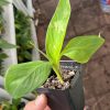 Nendran Banana aka Changalikodan Banana