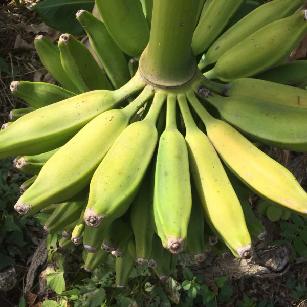 Burro Banana Plant