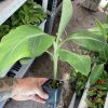 Burro Banana Plant