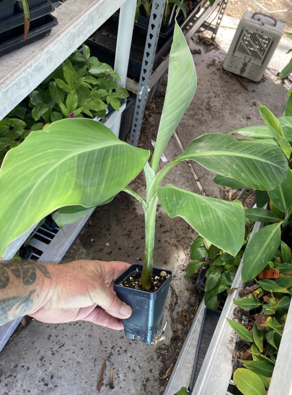 Burro Banana Plant