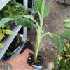 Burro Banana Plant