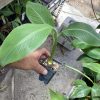 Burro Banana Plant