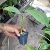 Burro Banana Plant