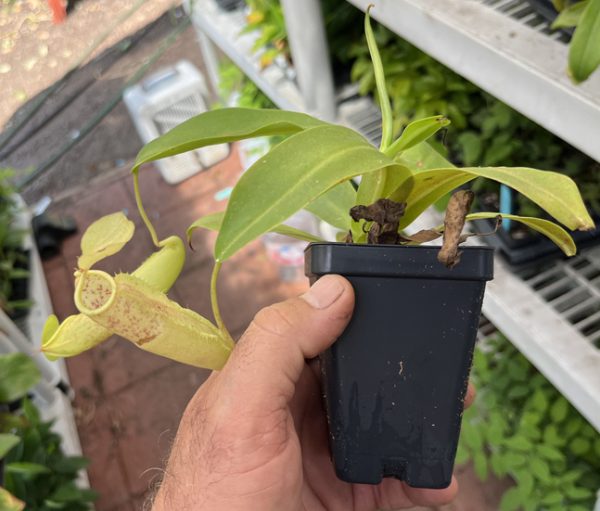 Nepenthes sanguinea