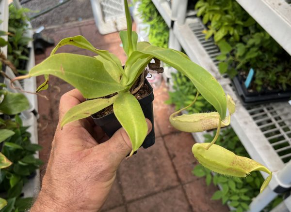 Nepenthes sanguinea