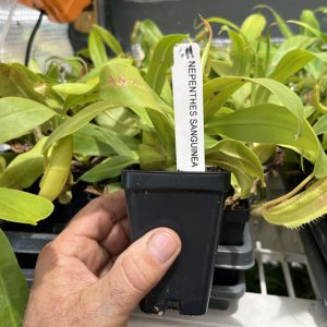 Nepenthes sanguinea