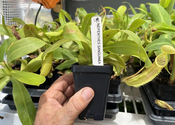 Nepenthes sanguinea