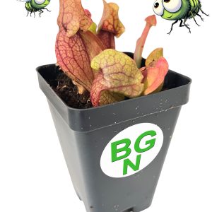 Purple Pitcher Plant